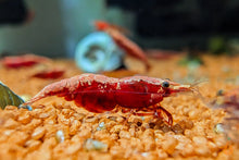 Lade das Bild in den Galerie-Viewer, Rote Sakura Rückenstrich Garnele | Neocaridina davidi &quot;Red Sakura Backline&quot; im Aquascaping Aquarium
