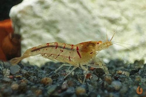Rote Tigergarnele | Tiger Garnele rot OE / Orange Eye | Caridina mariae im Aquarium