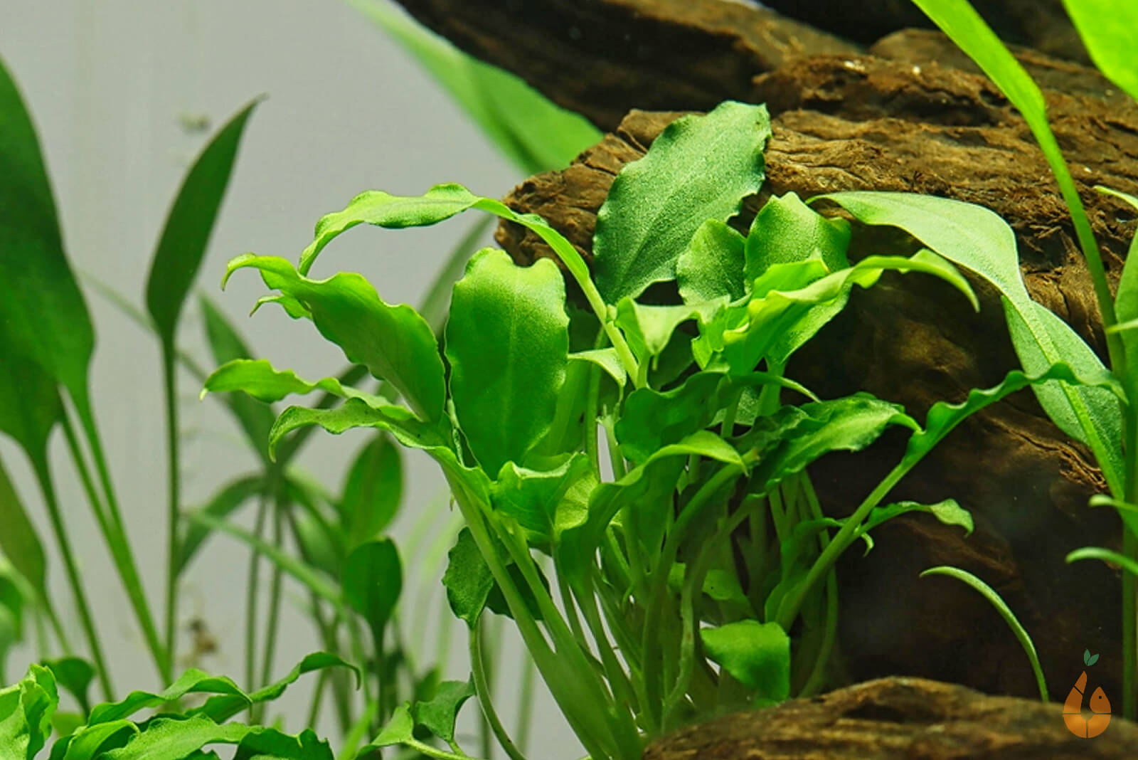 Schismatoglottis prietoi | In Vitro Aquariumpflanze - Rarität