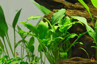 Schismatoglottis prietoi | In Vitro Aquariumpflanze - Rarität