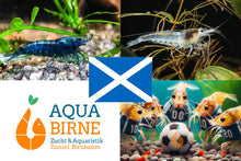Lade das Bild in den Galerie-Viewer, Bunter Neocaridina Garnelen Party-Mix | Team SCHOTTLAND | 10+1 &amp; kostenlose Probe für das Aquarium
