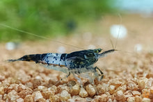 Lade das Bild in den Galerie-Viewer, Schwarze Carbon Rili Sakura Garnele | Neocaridina davidi &quot;Carbon Rili&quot; im Aquarium
