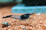 Schwarze Carbon Rili Sakura Garnele | Neocaridina davidi 