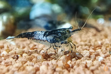 Lade das Bild in den Galerie-Viewer, Schwarze Carbon Rili Sakura Garnele | Neocaridina davidi &quot;Carbon Rili&quot; im Aquascaping Aquarium
