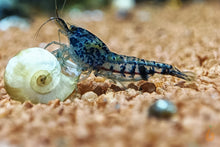 Lade das Bild in den Galerie-Viewer, Schwarze Carbon Rili Sakura Garnele | Neocaridina davidi &quot;Carbon Rili&quot; im Aquascape Aquarium
