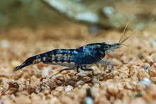 Lade das Bild in den Galerie-Viewer, Schwarze Carbon Rili Sakura Garnele | Neocaridina davidi &quot;Carbon Rili&quot; im Nano Aquarium
