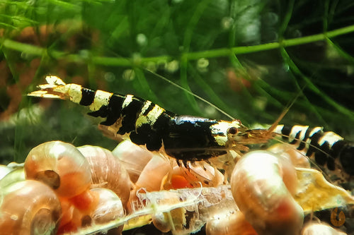 Schwarze Metallic TaiTiBee Garnele | Mischling / Kreuzung | Caridina sp. im Garnelenaquarium