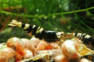 Schwarze Metallic TaiTiBee Garnele | Mischling / Kreuzung | Caridina sp. im Garnelenaquarium