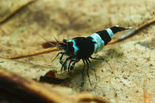 Lade das Bild in den Galerie-Viewer, Schwarze Panda Garnele | Caridina sp. Taiwan Bee Black Panda im Garnelenaquarium
