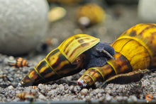 Lade das Bild in den Galerie-Viewer, Schwarze Panther Turmdeckelschnecke / Black Panther TDS | Sulcospira testudinaria im Garnelenaquarium
