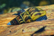 Lade das Bild in den Galerie-Viewer, Schwarze Panther Turmdeckelschnecke / Black Panther TDS | Sulcospira testudinaria im Aquarium
