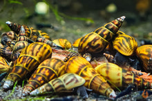 Lade das Bild in den Galerie-Viewer, Schwarze Panther Turmdeckelschnecke / Black Panther TDS | Sulcospira testudinaria im Schneckenaquarium
