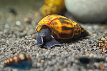 Lade das Bild in den Galerie-Viewer, Schwarze Panther Turmdeckelschnecke / Black Panther TDS | Sulcospira testudinaria im Aquascape Aquarium
