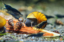 Lade das Bild in den Galerie-Viewer, Schwarze Panther Turmdeckelschnecke / Black Panther TDS | Sulcospira testudinaria im Garnelenbecken
