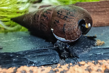 Lade das Bild in den Galerie-Viewer, Schwarze Teufelsdornschnecke | TDS | Faunus ater im Garnelen quarium
