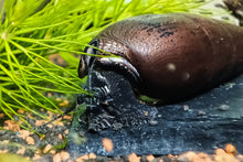 Lade das Bild in den Galerie-Viewer, Schwarze Teufelsdornschnecke | TDS | Faunus ater im Schneckenaquarium
