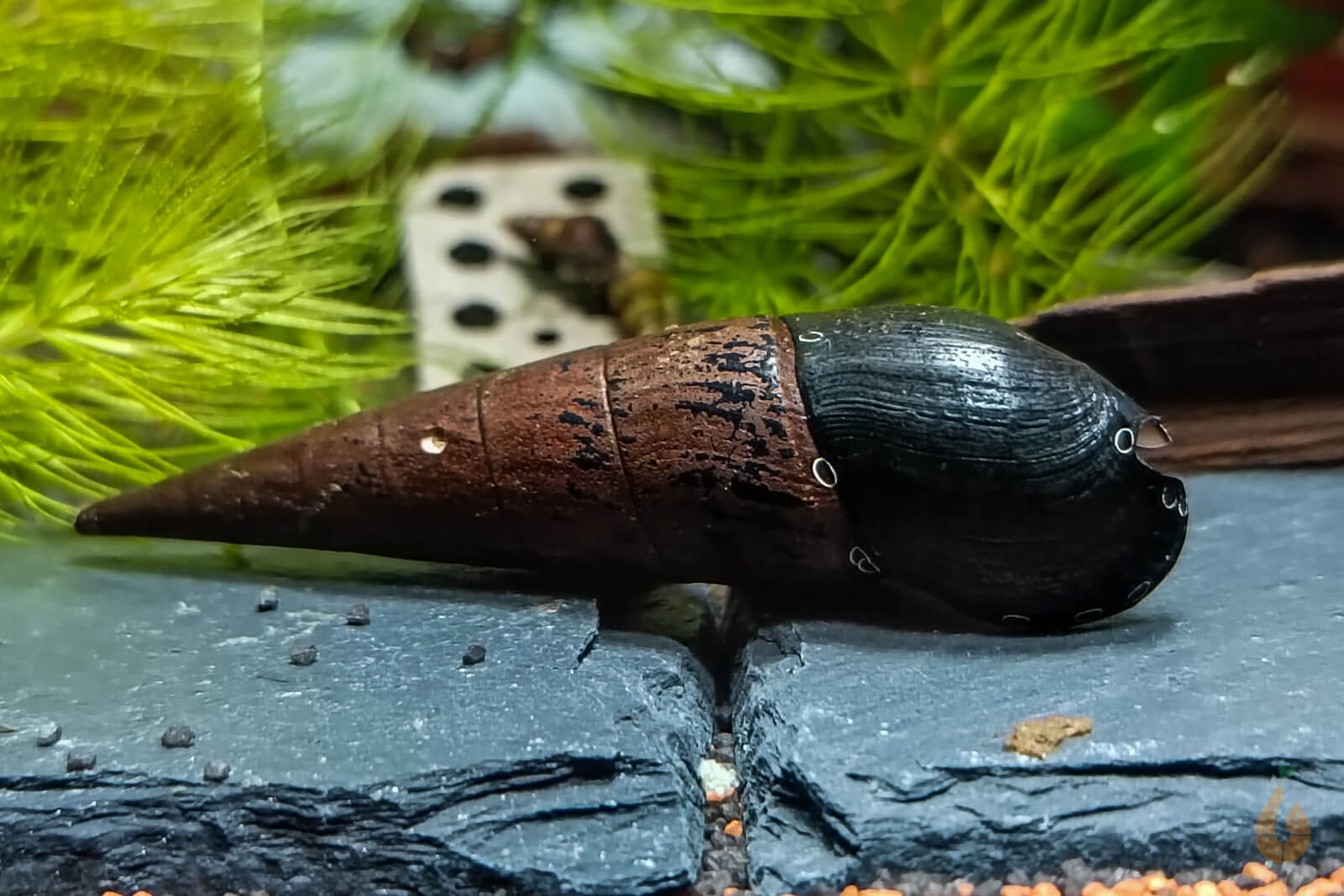 Schwarze Teufelsdornschnecke | TDS | Faunus ater im Aquarium