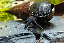 Lade das Bild in den Galerie-Viewer, Schwarze Teufelsdornschnecke | TDS | Faunus ater im Aquascaping Aquarium
