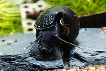 Lade das Bild in den Galerie-Viewer, Schwarze Teufelsdornschnecke | TDS | Faunus ater im Aquarium
