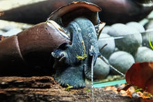 Lade das Bild in den Galerie-Viewer, Schwarze Teufelsdornschnecke | TDS | Faunus ater im Garnelenaquarium
