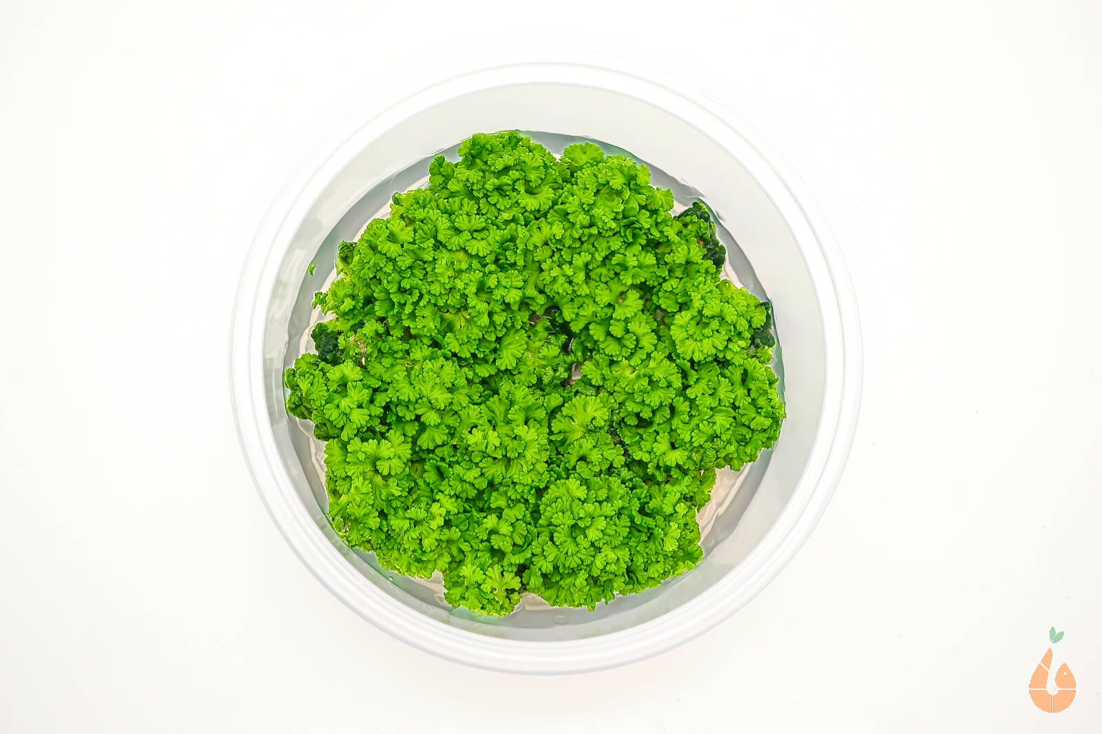 Schwimmlebermoos | Ricciocarpos natans - Rarität | In Vitro Schwimmpflanze XL Becher