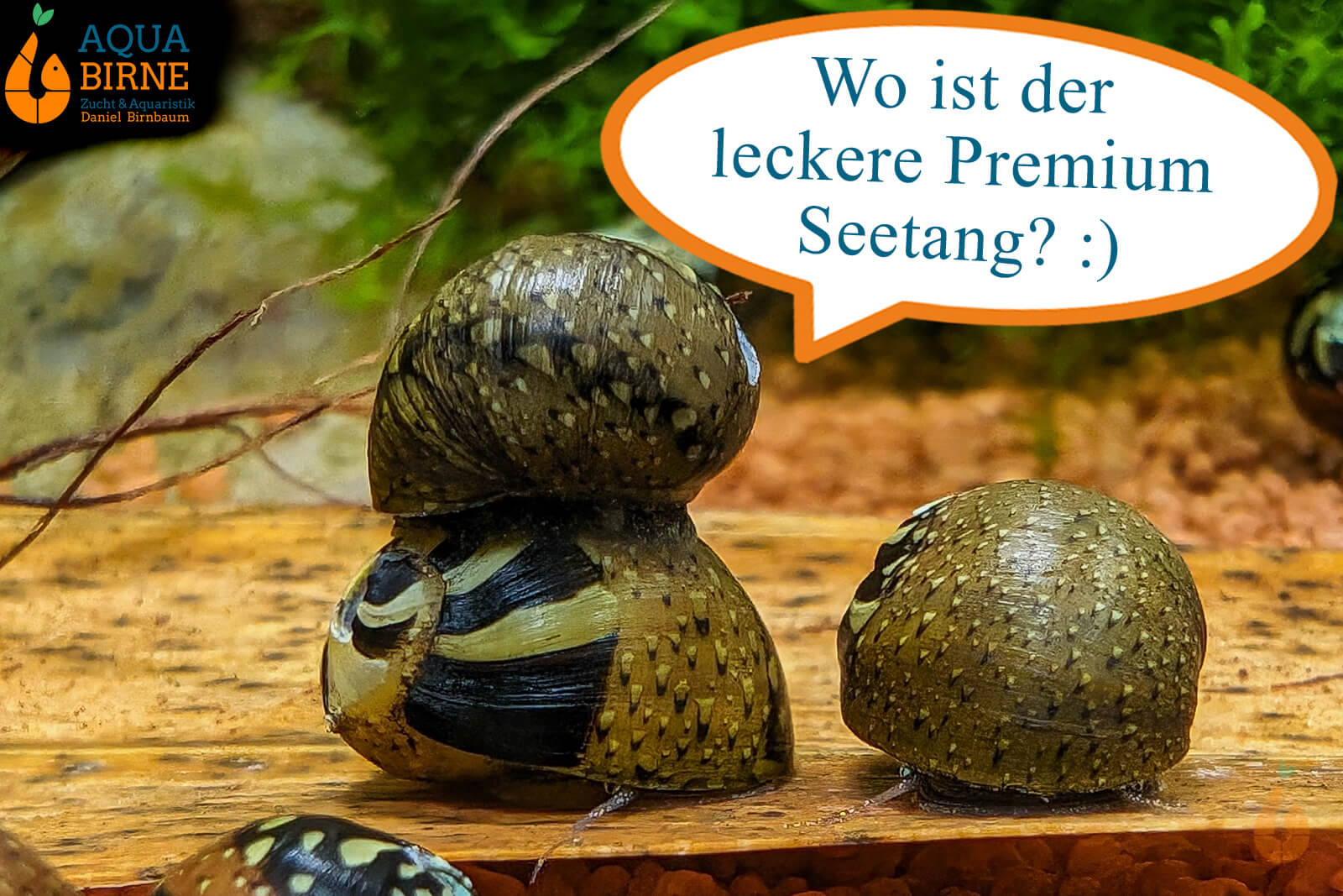 Aqua Birne - Premium Seetang rot / Roter Seetang