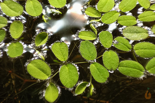 Kleinohriger Schwimmfarn / Büschelfarn | Schwimmpflanze | Salvinia auriculata