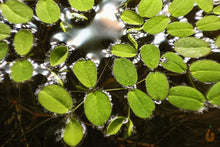 Lade das Bild in den Galerie-Viewer, Kleinohriger Schwimmfarn / Büschelfarn | Schwimmpflanze | Salvinia auriculata
