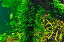 Lade das Bild in den Galerie-Viewer, Spiky Moos  Spikymoos  Taxiphyllum &#39;Spiky&#39;  In Vitro Aquariummoos im Schneckenaquarium

