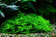 Lade das Bild in den Galerie-Viewer, Spiky Moos  Spikymoos  Taxiphyllum &#39;Spiky&#39;  In Vitro Aquariummoos im Garnelenbecken
