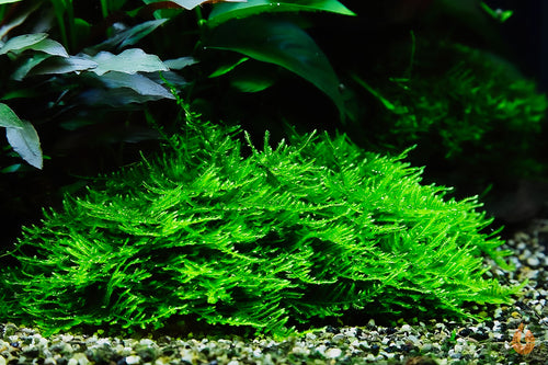Spiky Moos  Spikymoos  Taxiphyllum 'Spiky'  In Vitro Aquariummoos im Garnelenbecken
