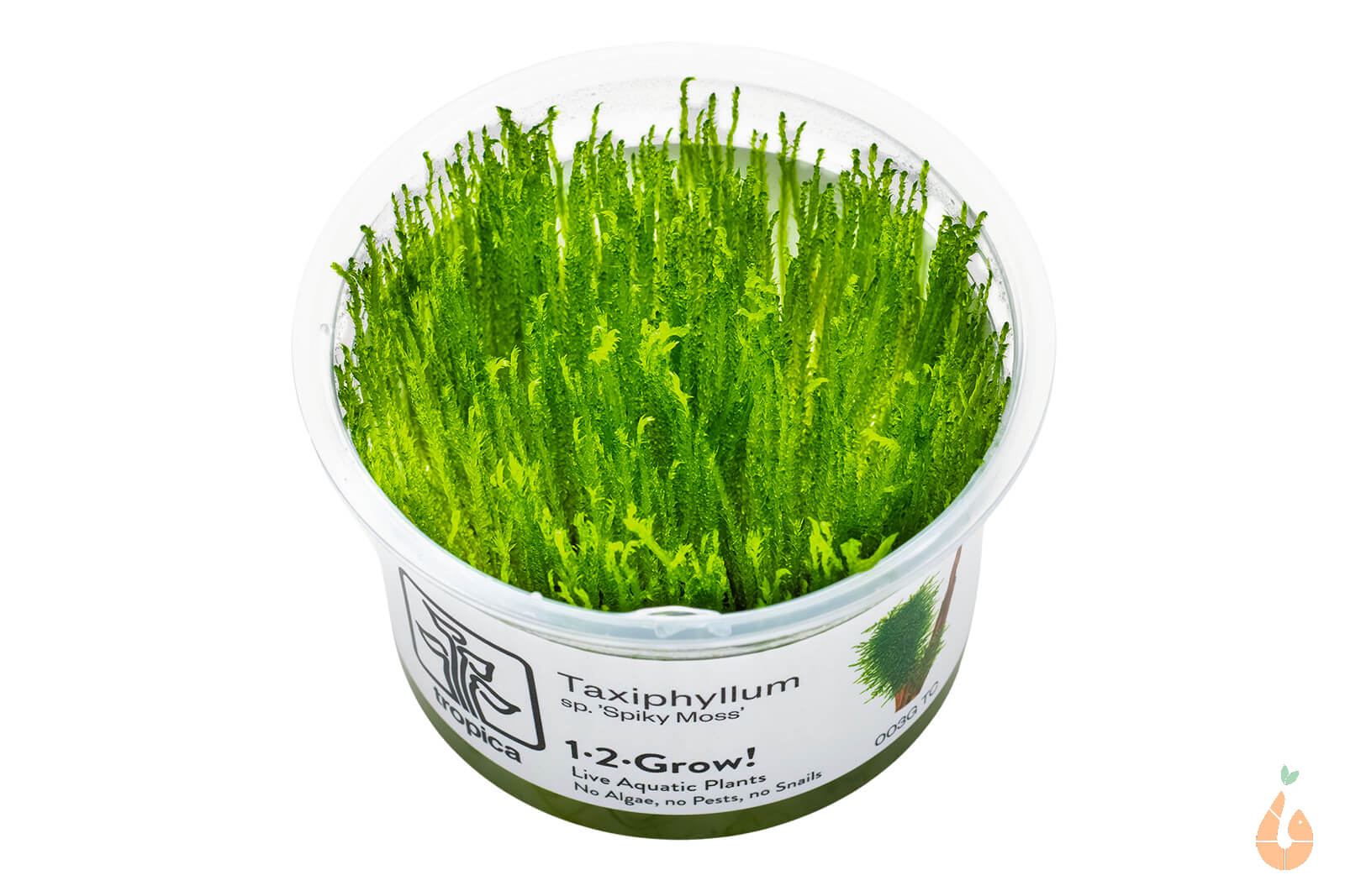 Spiky Moos / Spikymoos | Taxiphyllum 'Spiky' | In Vitro Aquariummoos   Aqua-Birne