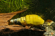 Spiky Turmdeckelschnecke | Rotfuß TDS | Tarebia lineata für das Aquarium