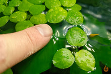 Lade das Bild in den Galerie-Viewer, Südamerikanischer Froschbiss | Schwimmpflanze |  Limnobium laevigatum Größenvergleich

