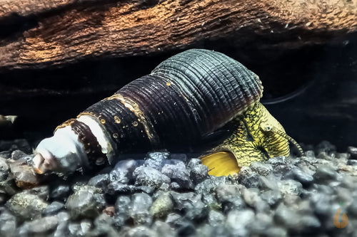 Sulawesi Felsenschnecke - Mischling | Tylo Mix | Tylomelania sp. im Aquarium