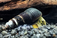 Sulawesi Felsenschnecke - Mischling | Tylo Mix | Tylomelania sp. im Aquarium