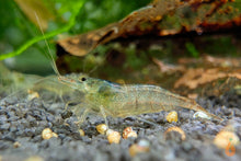 Lade das Bild in den Galerie-Viewer, Sulawesi Inlandsgarnele Algengarnele Malawa Garnele Caridina pareparensis parvidentata im Aquascaping Aquarium
