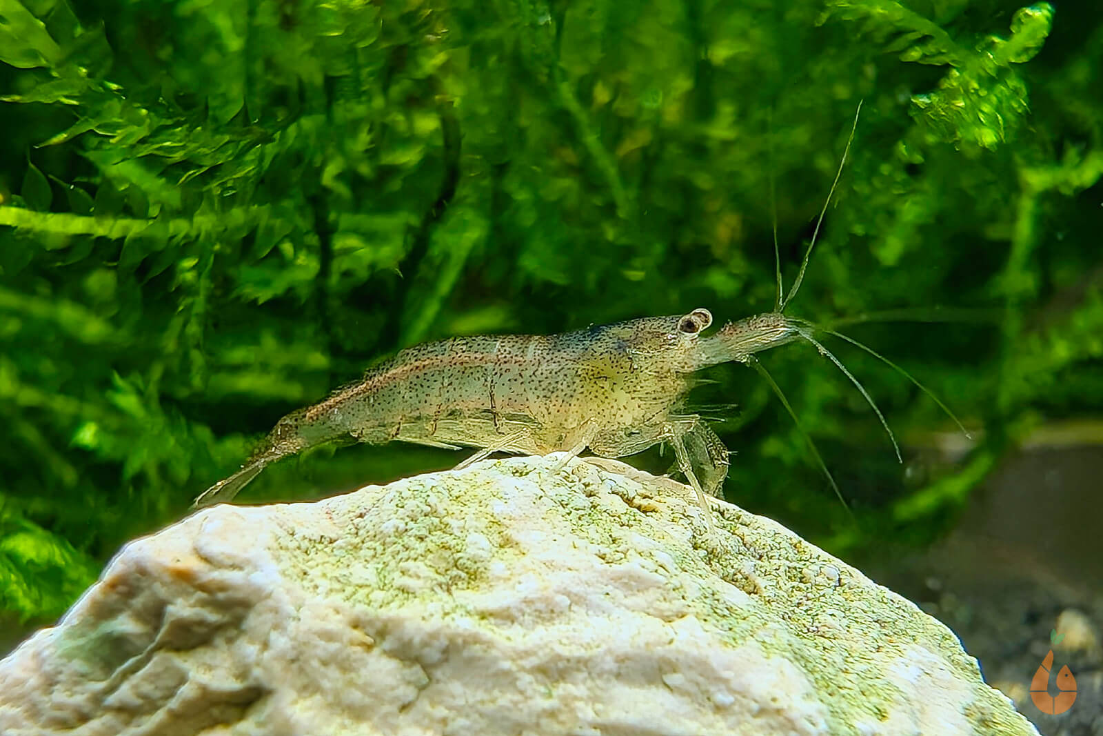 Sulawesi Inlandsgarnele Algengarnele Malawa Garnele  Caridina pareparensis parvidentata im Aquarium