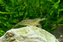 Lade das Bild in den Galerie-Viewer, Sulawesi Inlandsgarnele Algengarnele Malawa Garnele  Caridina pareparensis parvidentata im Aquarium
