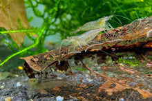 Lade das Bild in den Galerie-Viewer, Sulawesi Inlandsgarnele Algengarnele Malawa Garnele Caridina pareparensis parvidentata im Garnelenaquarium

