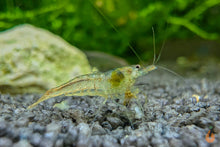 Lade das Bild in den Galerie-Viewer, Sulawesi Inlandsgarnele Algengarnele Malawa Garnele Caridina pareparensis parvidentata im Aquascape Aquarium
