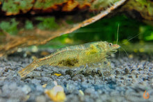 Lade das Bild in den Galerie-Viewer, Sulawesi Inlandsgarnele Algengarnele Malawa Garnele Caridina pareparensis parvidentata im Nanoaquarium Weibchen mit Eier
