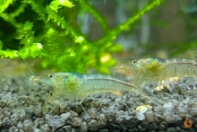 Lade das Bild in den Galerie-Viewer, Sulawesi Inlandsgarnele Algengarnele Malawa Garnele Caridina pareparensis parvidentata im Nano Aquarium
