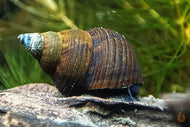 Sulawesi Triangelschnecke | Triangel Tylo | Tylomelania sinabartfeldi - Rarität im Aquarium