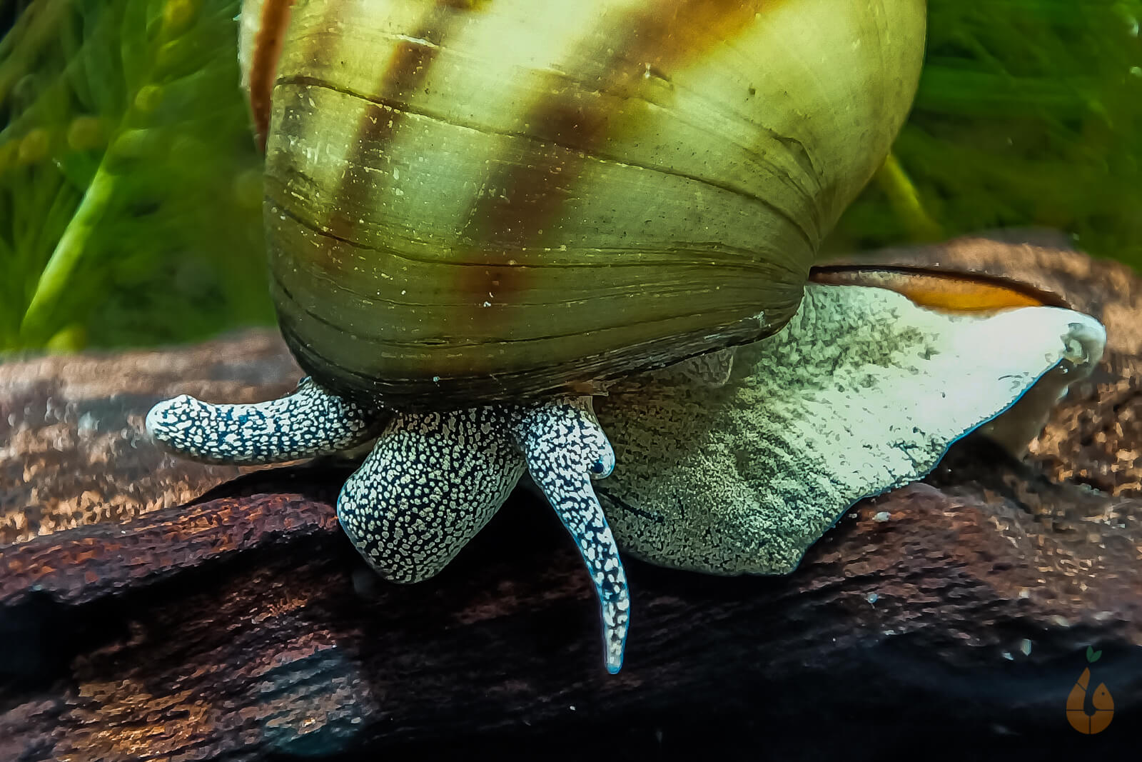 Sumpfdeckelschnecke Teich / Kaltwasser Schnecke Viviparus AquaBirne