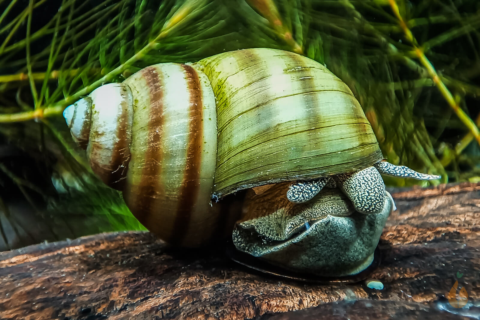 Sumpfdeckelschnecke Teich / Kaltwasser Schnecke Viviparus AquaBirne