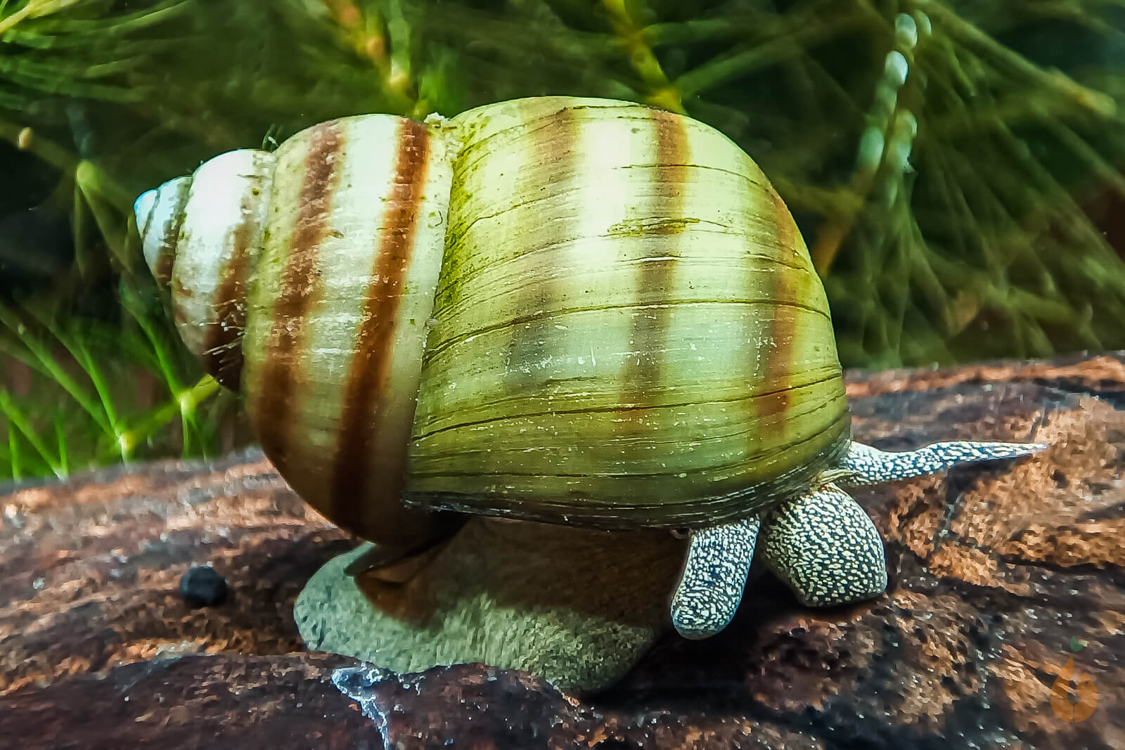 Sumpfdeckelschnecke Teich / Kaltwasser Schnecke Viviparus AquaBirne