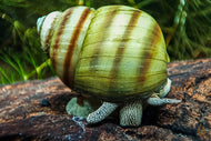 Sumpfdeckelschnecke | Teich / Kaltwasser Schnecke | Viviparus viviparus im Aquarium