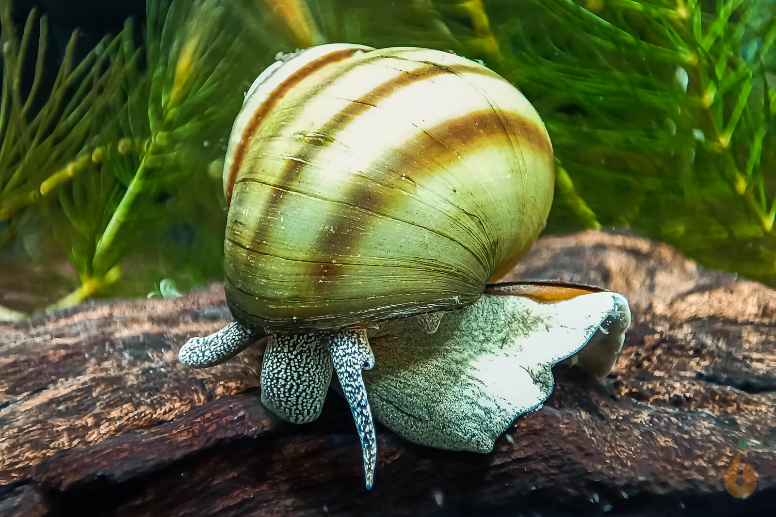 Sumpfdeckelschnecke Teich / Kaltwasser Schnecke Viviparus AquaBirne