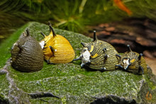 Lade das Bild in den Galerie-Viewer, Bunter Geweihschnecken / Hörnchenschnecken Mix | Clithon sp. im Nano Aquarium
